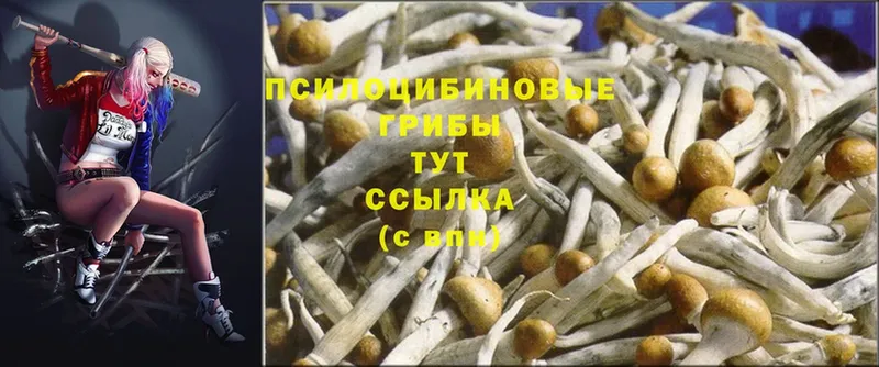 Псилоцибиновые грибы Psilocybine cubensis  Морозовск 